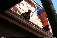 Photo by elki | Key West  key west rooster hens